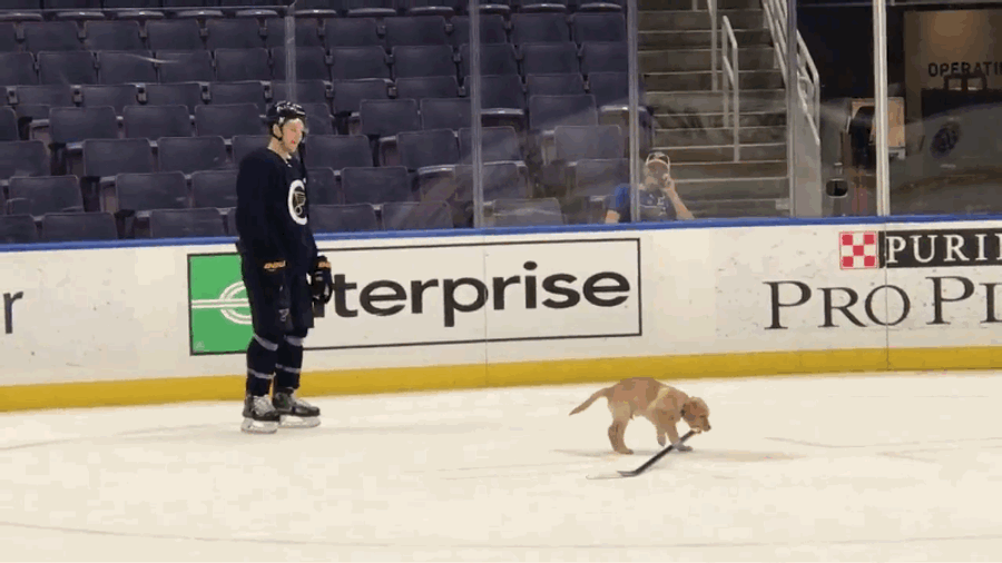 Blues Add Puppy To Practice So Hopefully Players Will Stop Fighting