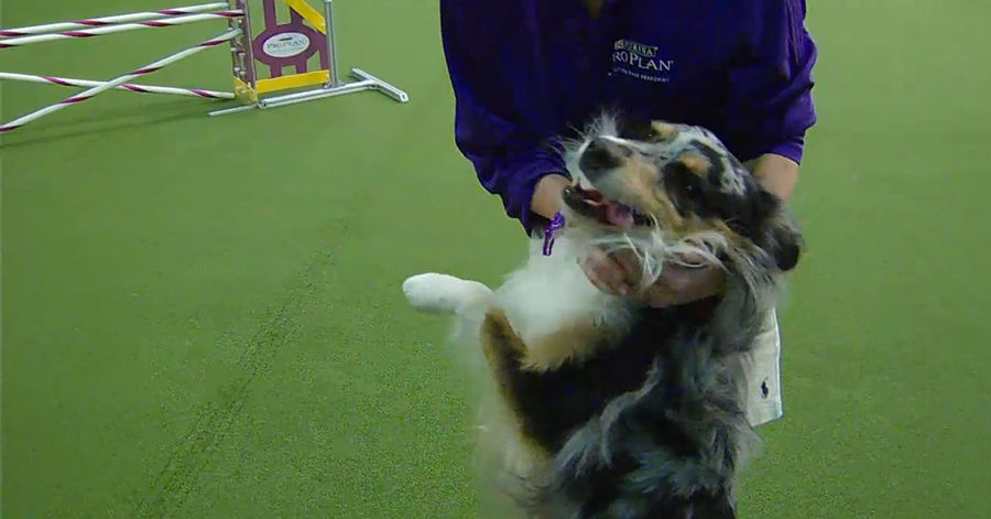 Holster, Dog Agility Champion, We Salute You