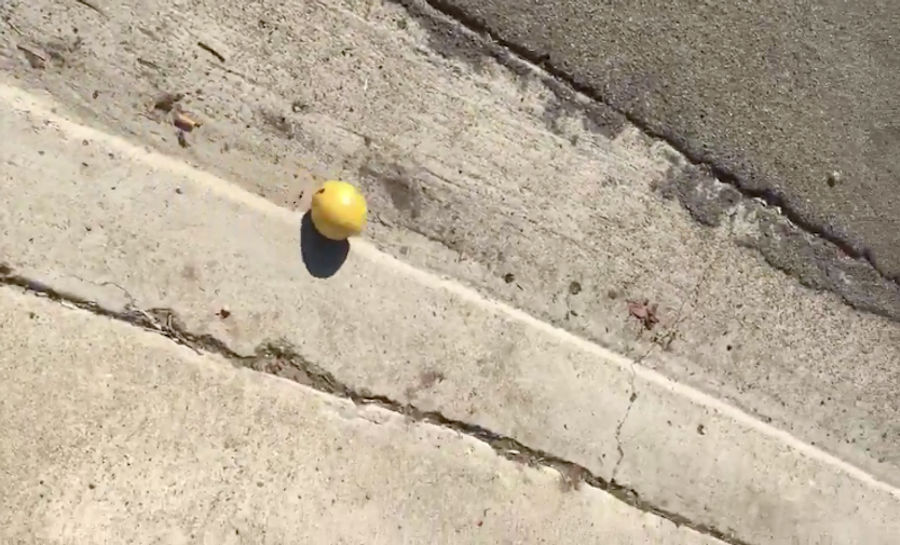 The Sports Highlight Of The Day Is This Plucky Little Lemon Rolling Its Way To Freedom