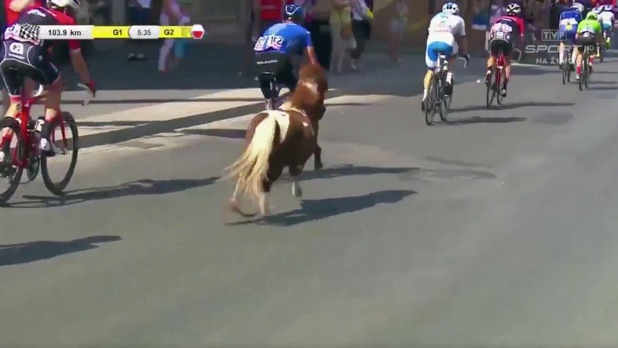 Tiny Horse Briefly Becomes Pro Cyclist