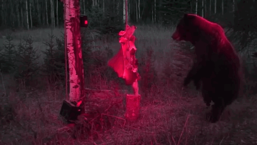 Genius Bear Is Too Smart And Strong For Bullshit-Ass Electric-Deer Gag