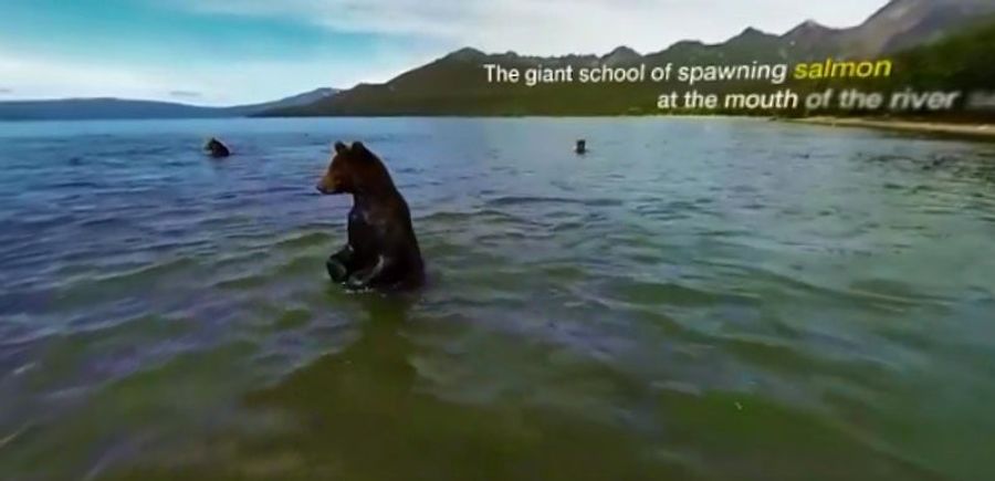 Come Swim With The Bears, And Be Soothed