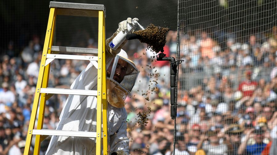 The Padres Killed A Lot Of Bees For Absolutely No Reason