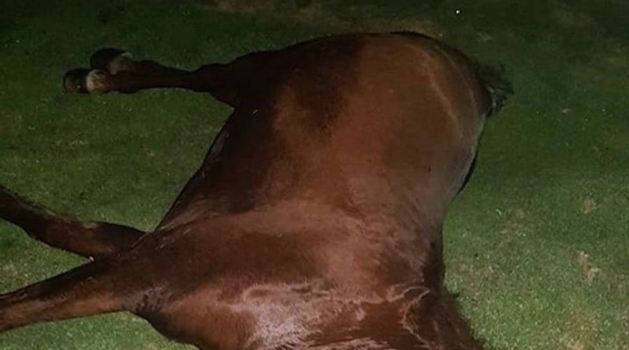 Johnny Cueto Once Again Remembers His Dead Horse With Photo Of His Dead Horse