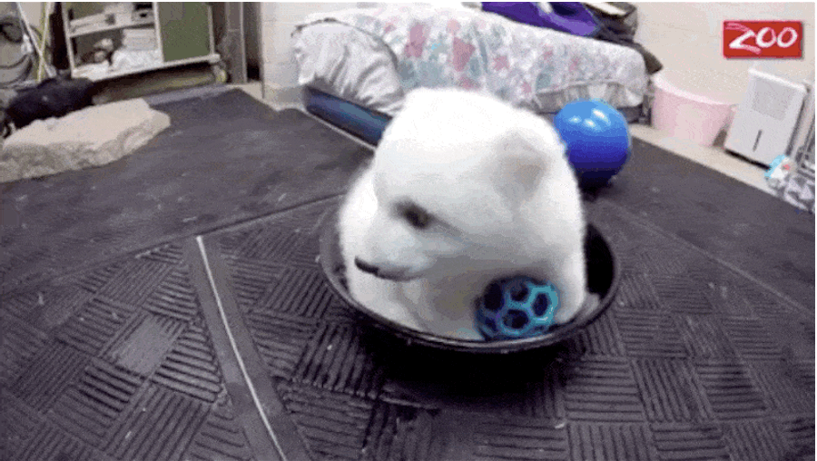 Update: Nora the Polar Bear Still Fits in This Bowl 
