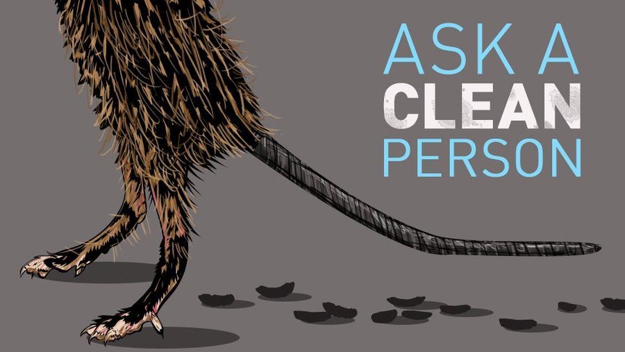 How Do I Clean Up All This Mouse Poop?