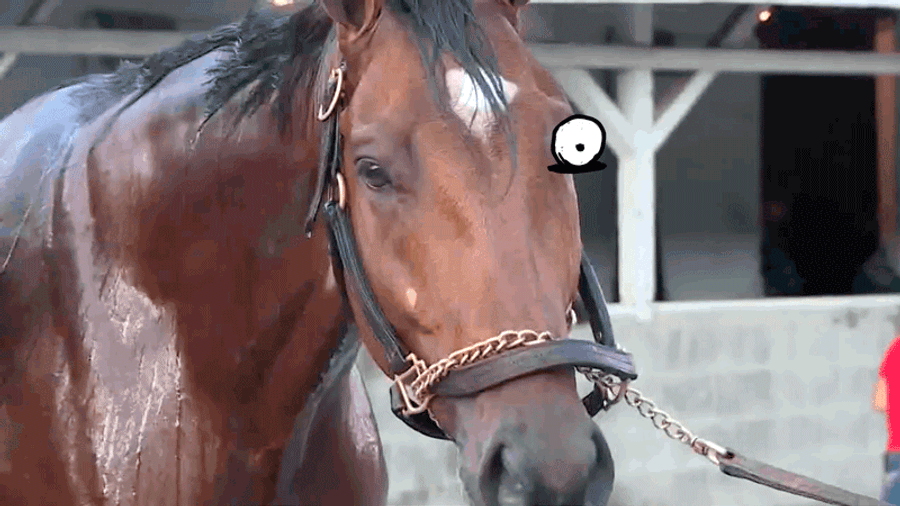 Patch, The One-Eyed Horse Running The Kentucky Derby, Is Inspiring And Gross