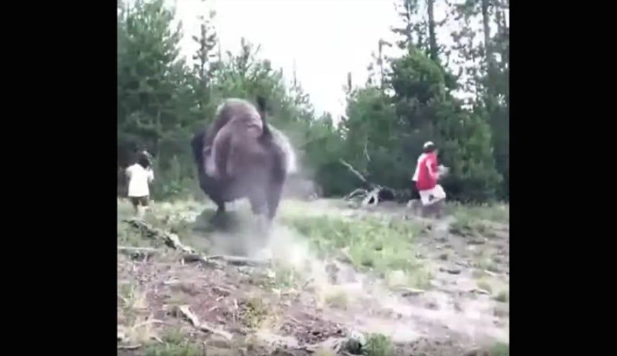 Bison Gets Irritated By Tourists, Tosses Child Into Oblivion