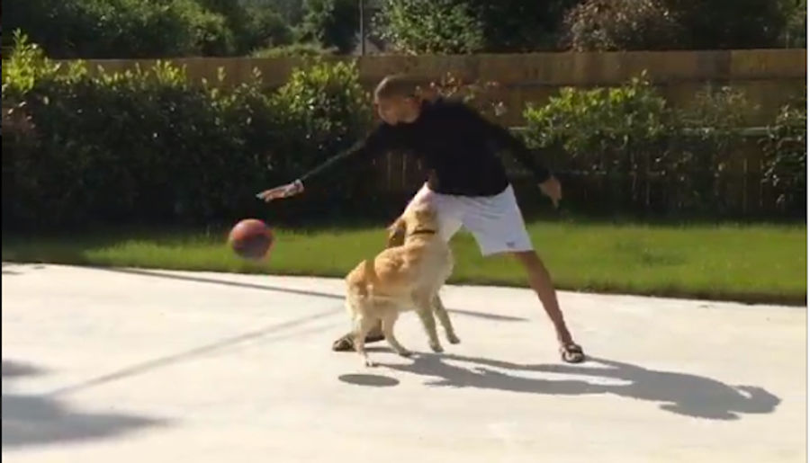 Nic Batum's Dog Is A Very Good Sports Dog