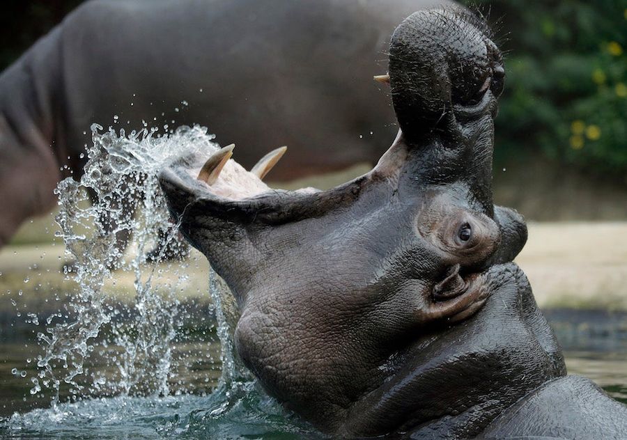 Who Would Win If A Hippo Fought A Rhino? A Question For The Ages.