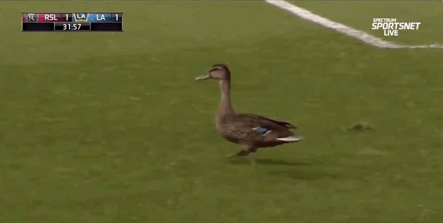 Did This Duck Rally Real Salt Lake To Victory Over LA Galaxy?