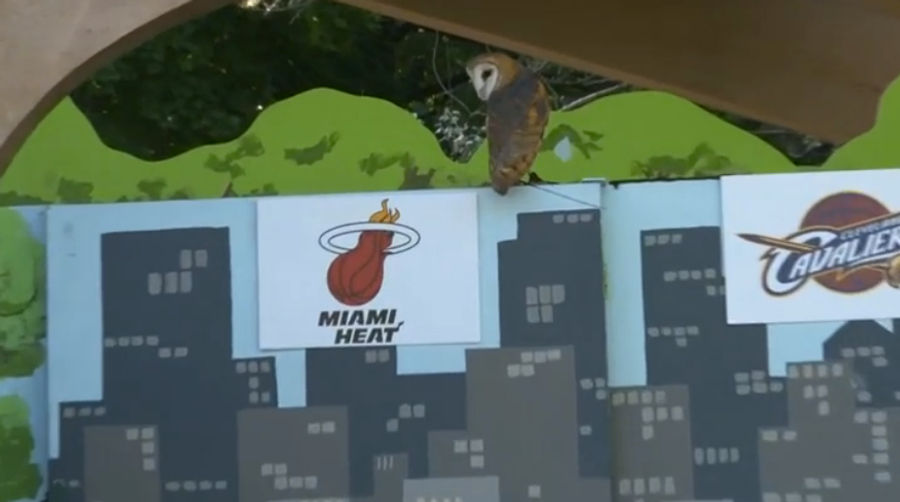 Cleveland Zoo Owl Betrays Her City, Predicts LeBron Will Stay In Miami