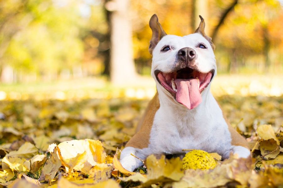 This Weird Camera Tracks What Makes Your Pet Happy