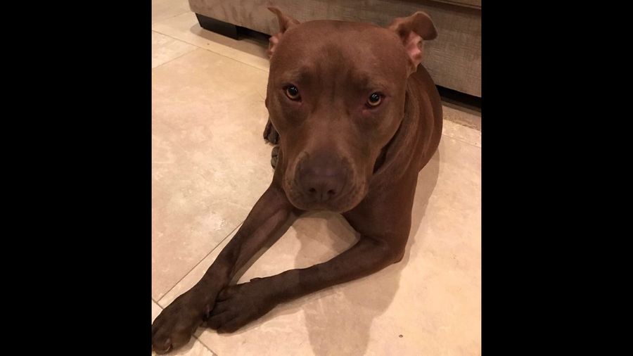 Please Help Leandro Barbosa Find His Very Good Doggie [VERY HAPPY UPDATE]