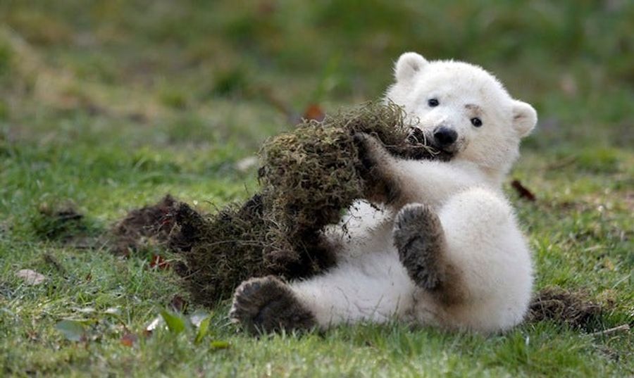Dumb Little Polar Bear Tries To Eat Dirt