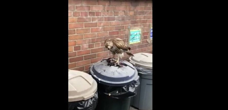 Deadspin Nature Moment: A Hawk Eating A Pigeon On Top Of A Trash Can