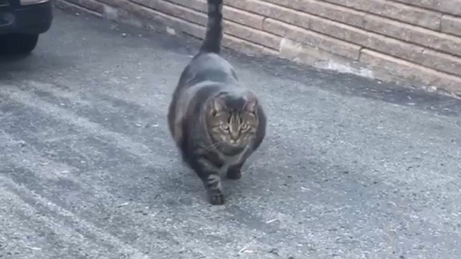 This Cat&#39;s Buff