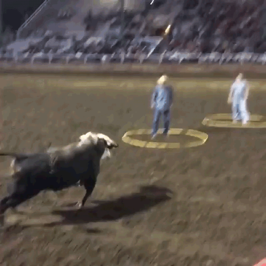 Here Are Some Guys Willingly Getting Trucked Into The Sky By A Rampaging Bull