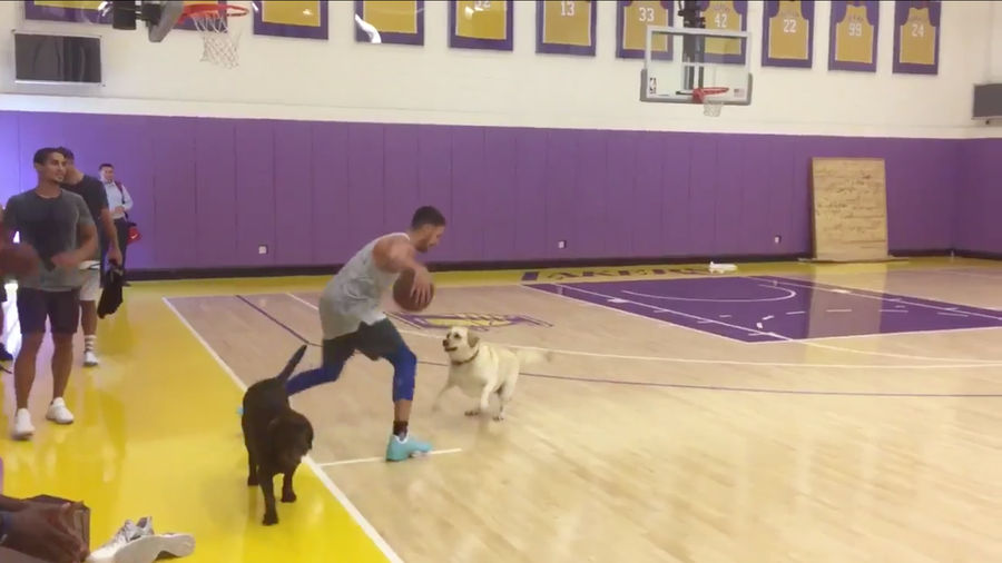 Very Good Boy Valiantly Challenges Klay Thompson To Game Of One-On-One