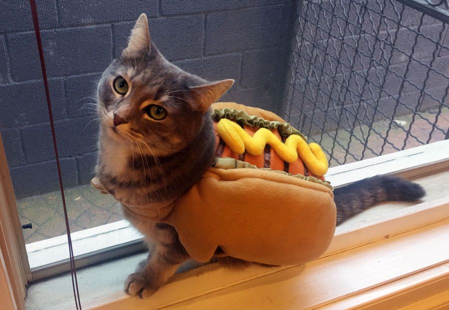 Show Us The Pets