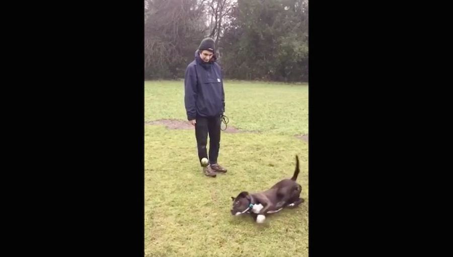 Dog Sucks