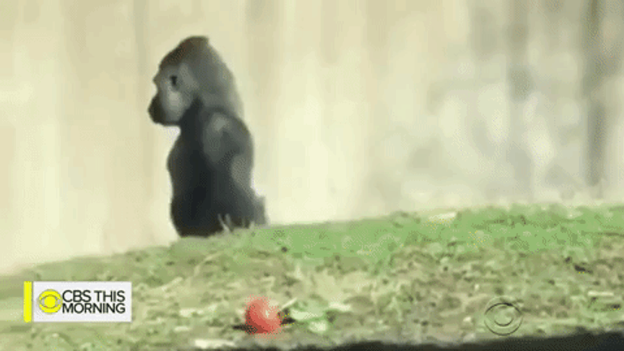 Look At This Big Boy Run