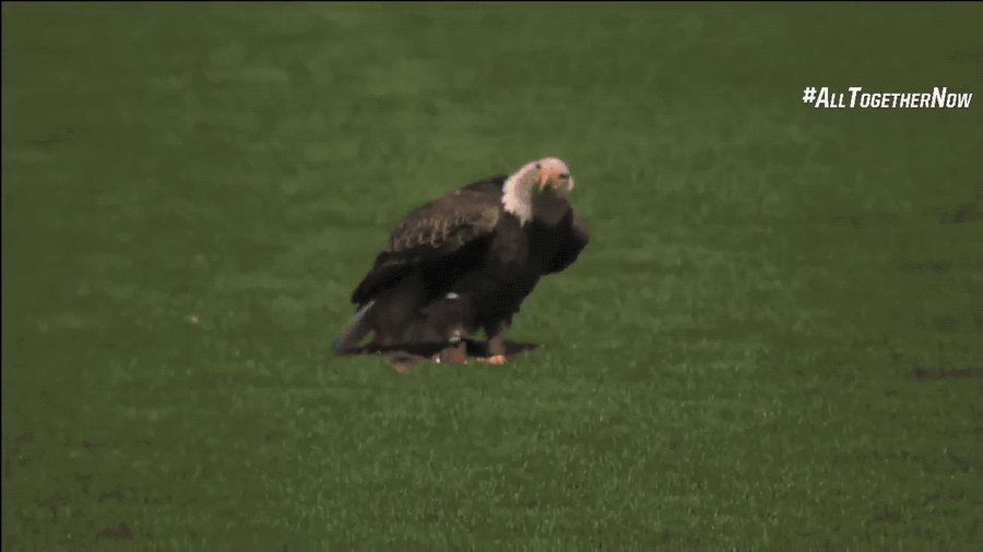 A Bald Eagle Tried To Land On James Paxton<em></em>