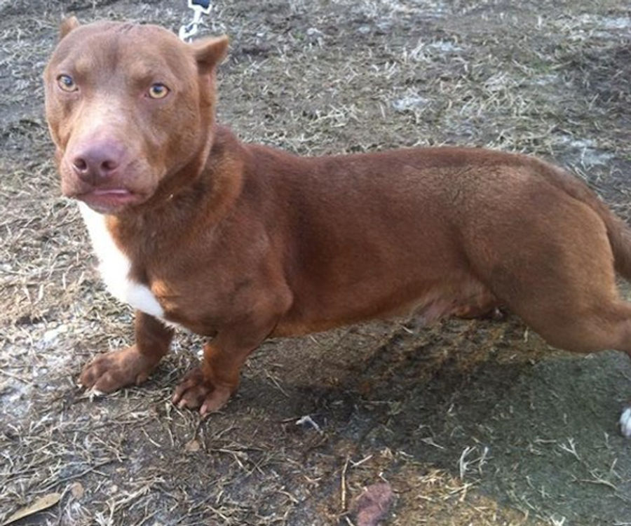 I Can&#39;t Stop Looking At This Pit Bull-Dachshund Mix&#39;s Dumb Fucking Face