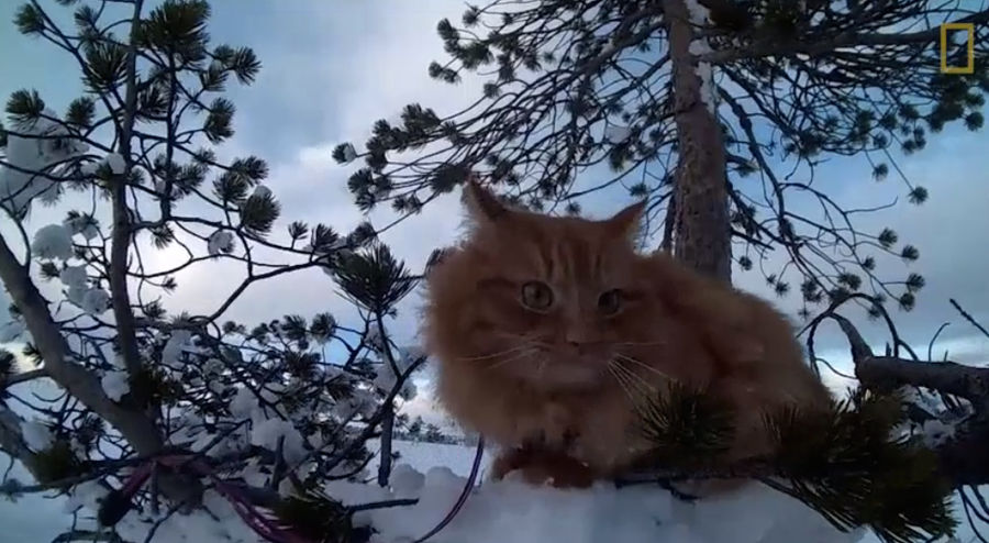Lazy Skiier Forces Tiny Cat 'Jesper' to Pull Her, Raising Important Questions About Animal Labor