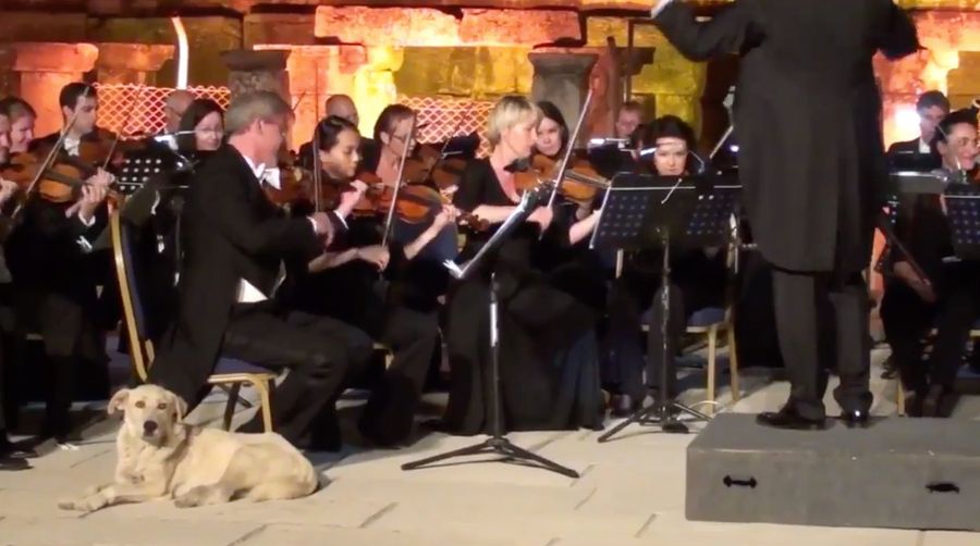 This Nice Dog Is Now A Member Of The Orchestra