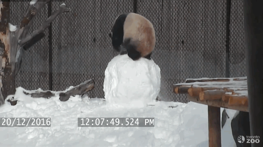 Rambunctious Panda Knows What Snow For