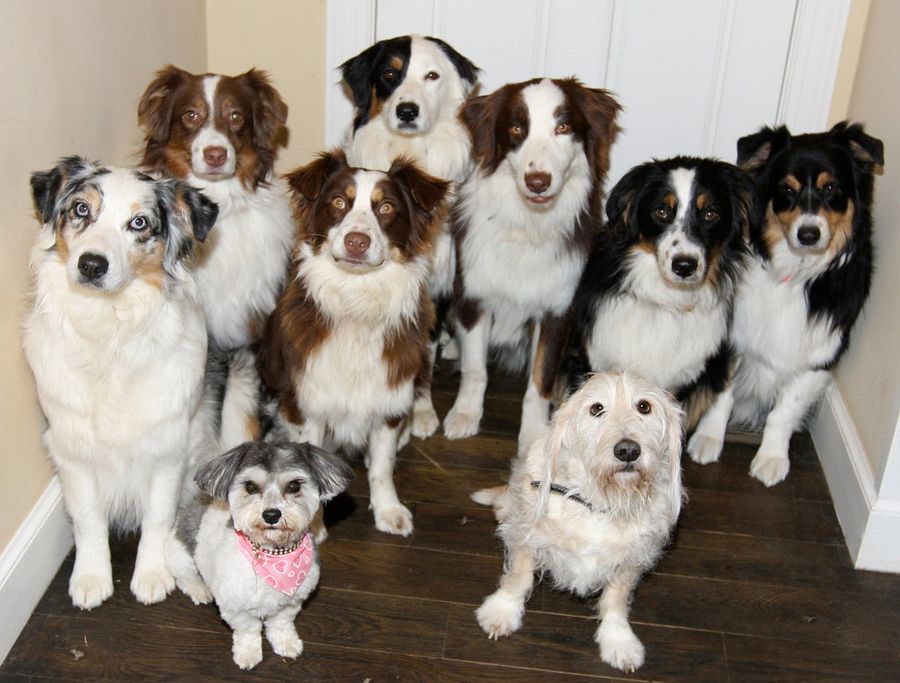 Animal Watch: Have Animals Escaped Our Control? 