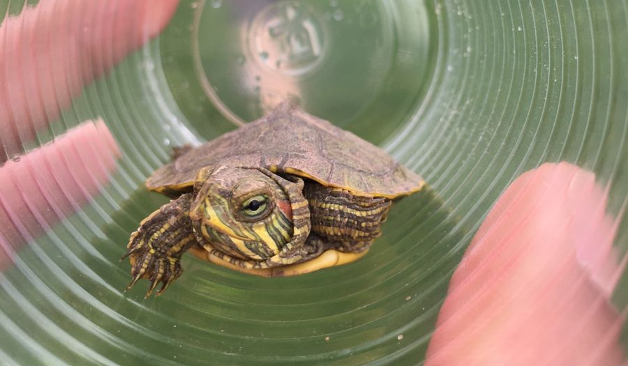 What Do You Do When You Stumble Across A Wild Animal In The Park?