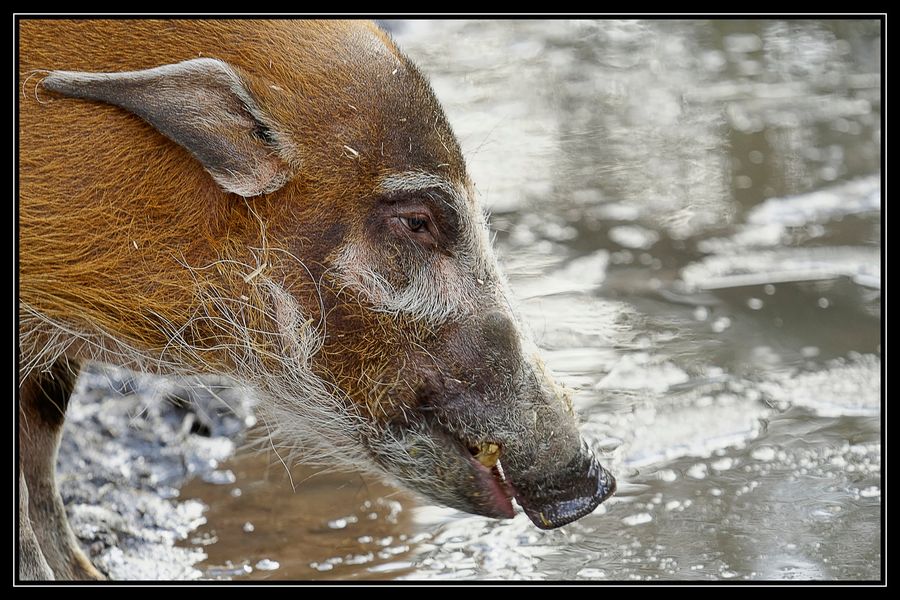 Hog Watch: News About Hogs 