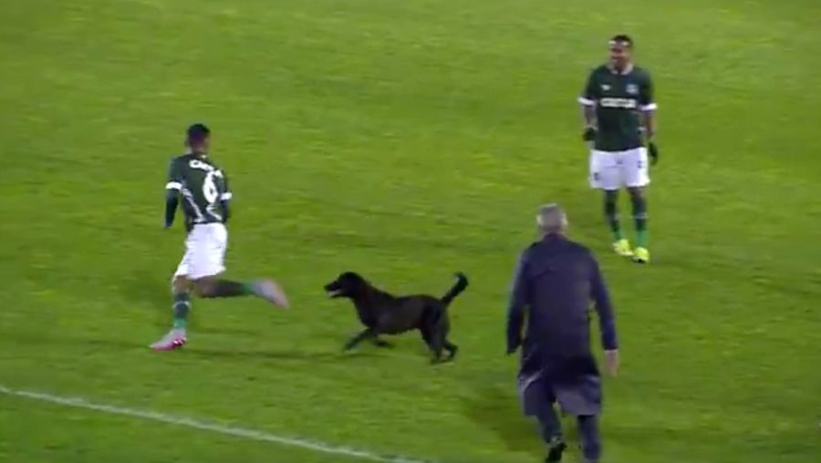 Extremely Feisty Dog On The Field