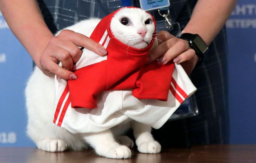 Achilles The Psychic Cat Picks Russia To Win World Cup Match Because He Knows Where His Mice Are Buttered