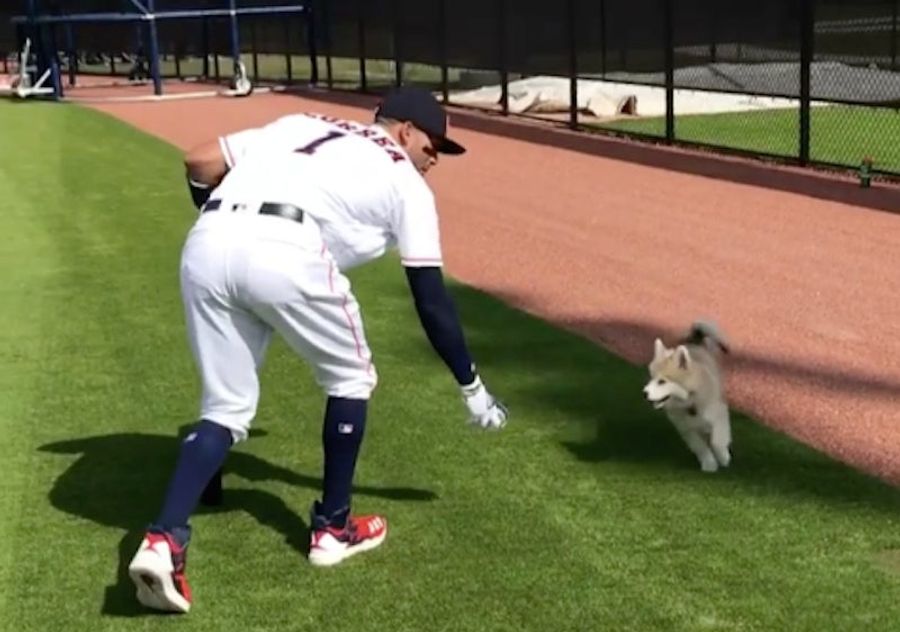 Carlos Correa's Dog Has A Lovably Dumb Face