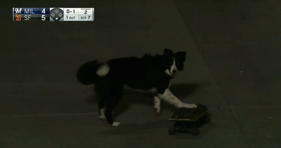 Dog Skateboards At Giants Game