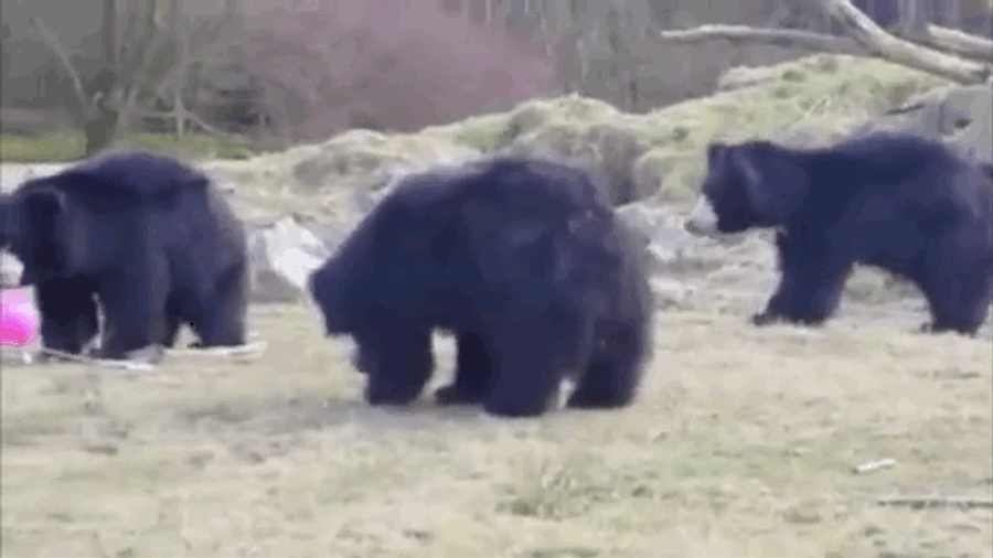 Some Bears: &quot;What The FUCK Is Going On With This Balloon?&quot;