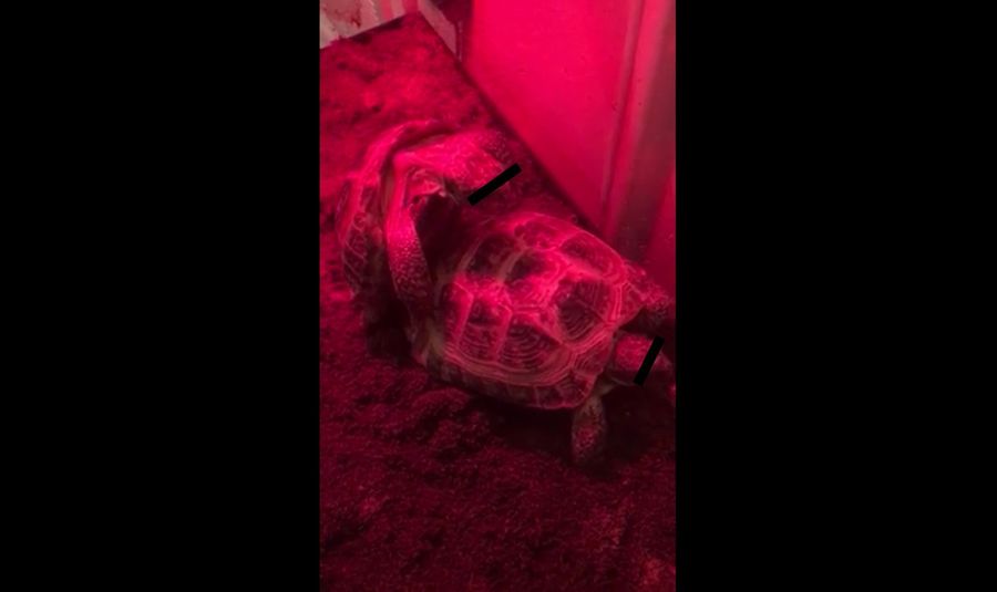 Here Are Two Very Good Turtles<em></em>