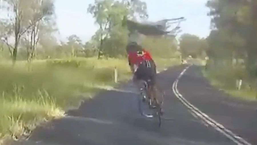 Kangaroo Destroys Cyclist