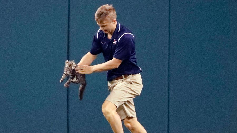 St. Louis Cat Nonprofit To Cards: Bullying Us Over Rally Cat Is &quot;Inconsistent With The Cardinals Way&quot;