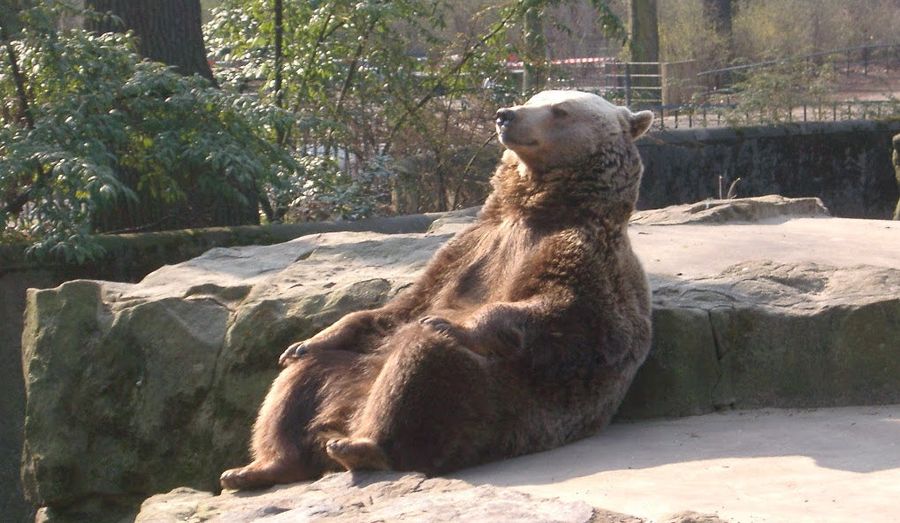 Be Like This Bear
