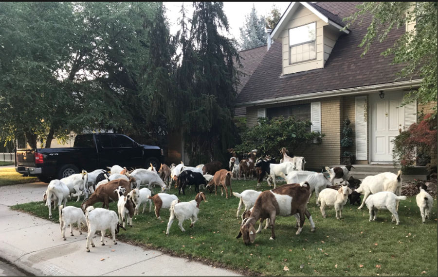 Goats On The Lam