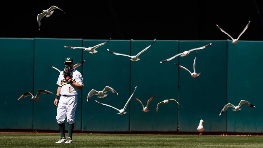 Falcon McFalconface Will Keep A's Fans Safe From Seagulls