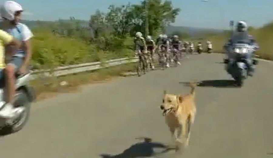 Good Dog Joins Bike Race, Smokes The Competition