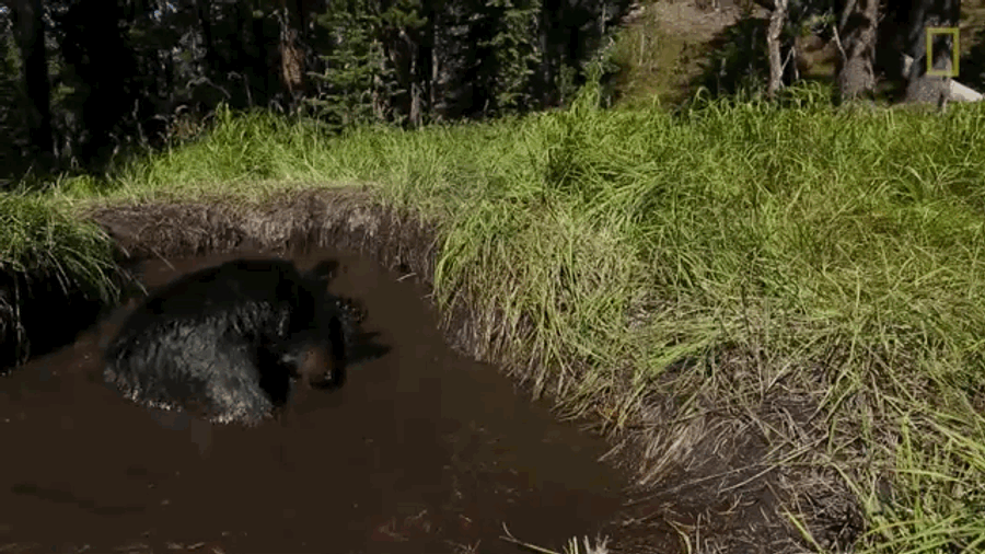 See You Chumps Later. I&#39;ll Be At The Bear Spa.