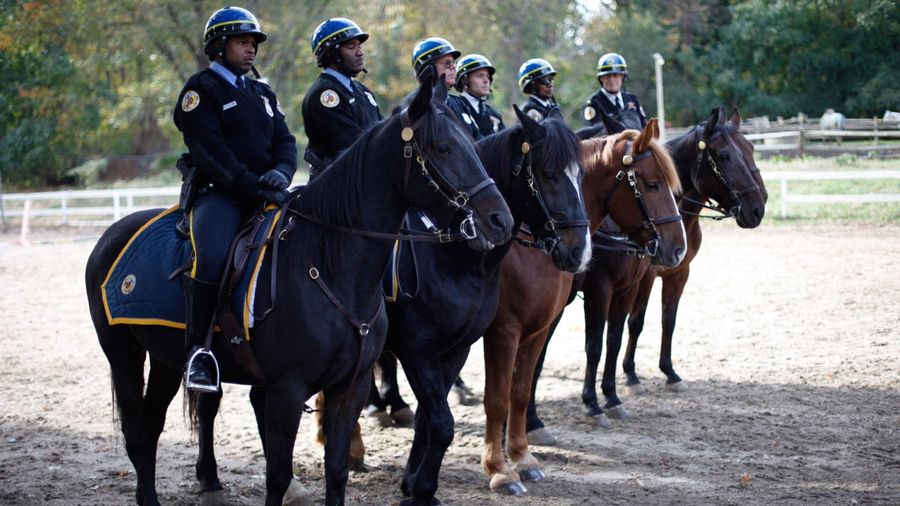 Cops Say An Eagles Fan Punched A Police Horse After Being Ejected From The Stadium