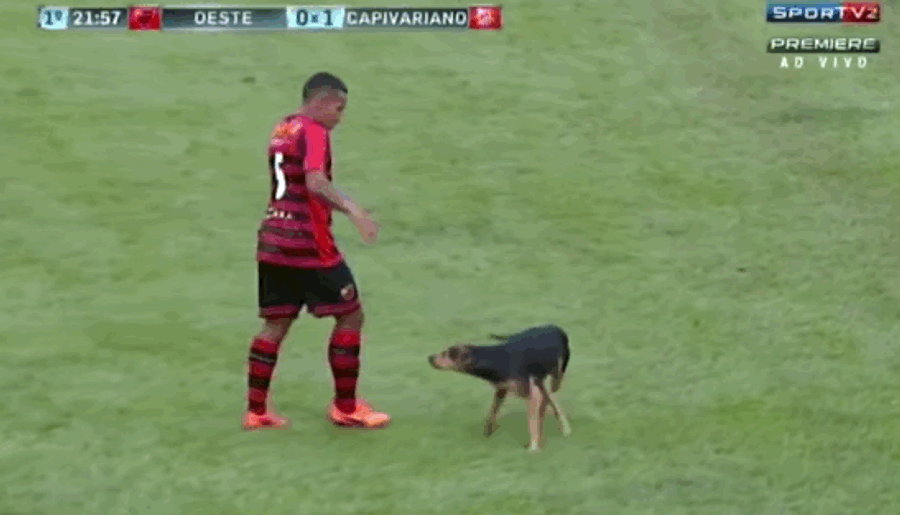 Cute And Good Puppy On The Field Gets Whisked Away Like A Little Baby