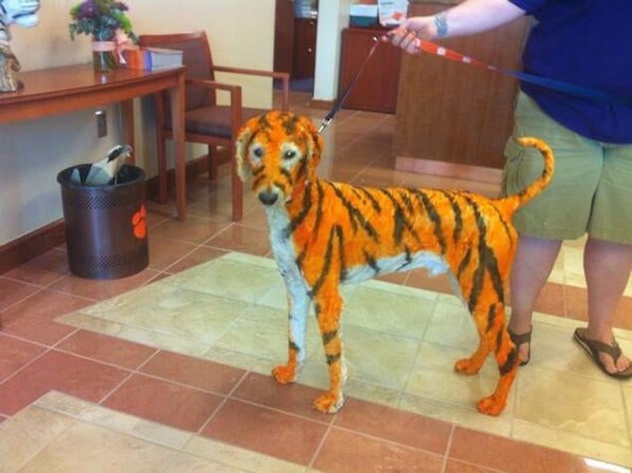 Poor Dog Painted To Resemble Clemson Tiger